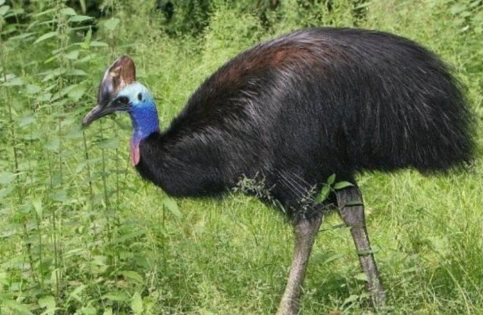 Un casuario, el ave más peligrosa del mundo, atacó y mató a un hombre