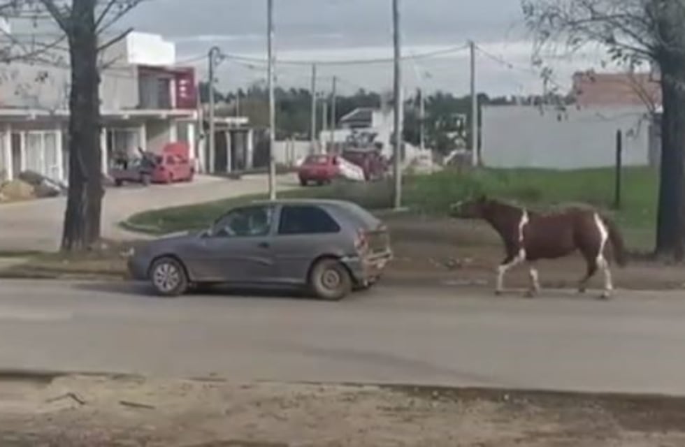 Maltrato animal: llevaban a un caballo atado a un auto