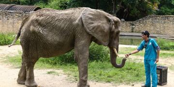 Elefanta Ruperta - Twitter