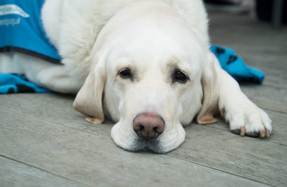 Veterinarios revelaron que los perros con "botones" en las orejas no sufren maltrato