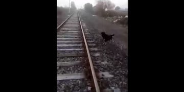 Un maquinista detuvo el tren para salvar la vida de un perrito que estaba atado a las vías