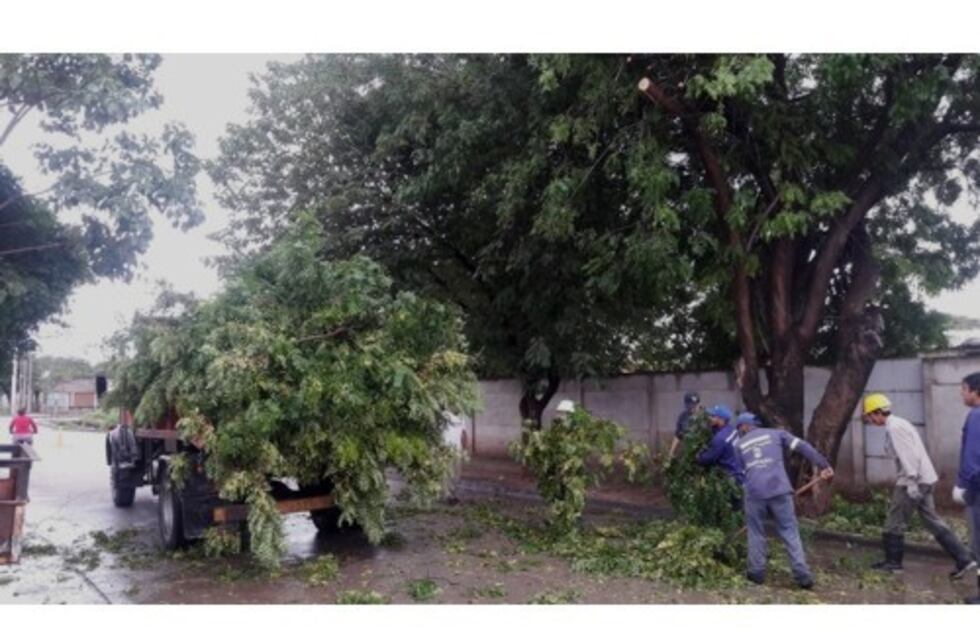Protegen los árboles por la sombra que tanto necesita la ciudad
