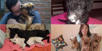 Las fotos de los perritos que nos enviaron los usuarios de Vía Córdoba\u002E