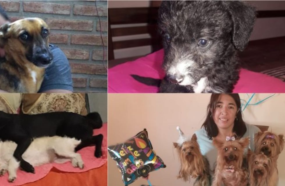 En el Día del Perro, las fotos que enviaron usuarios de Vía Córdoba con sus mascotas