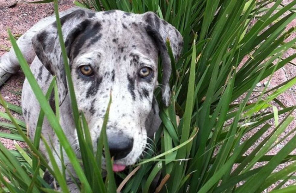 Estados Unidos: una perra gran danés dio a luz a nueve cachorros y uno era verde