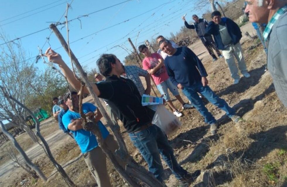 Terminó la primera etapa de entrega de insumos para controlar la polilla de la vid