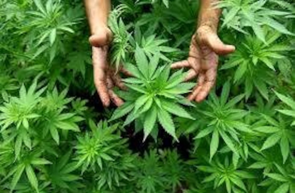 Nombraron "asociación civil" a la Comunidad Cannábica de Córdoba