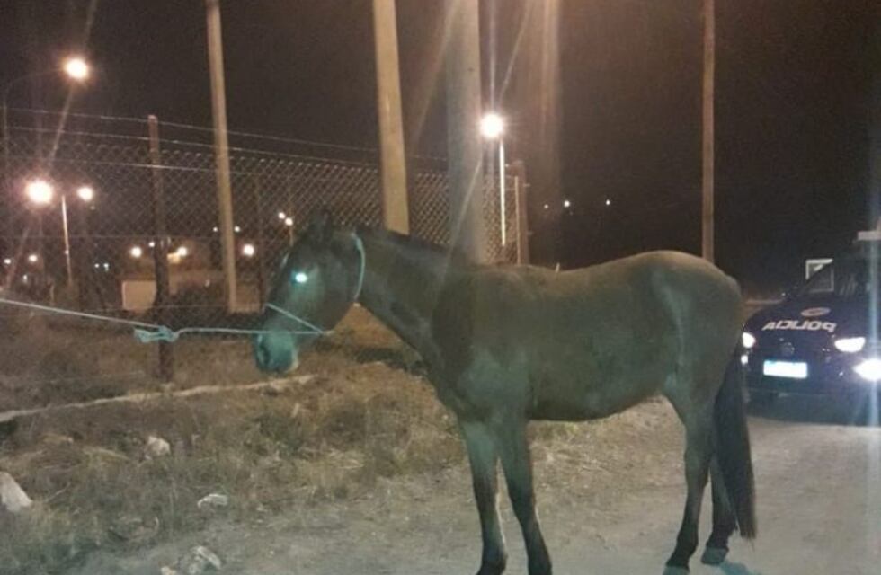 ¡Otra vez! Encontraron caballos sueltos camino a La Bolsa
