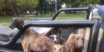 Paranaenses que transportaban ocho galgos fueron demorados