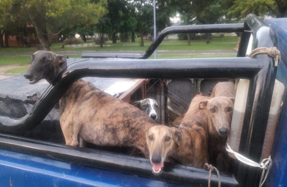Demoraron a paranaenses por transportar ocho galgos