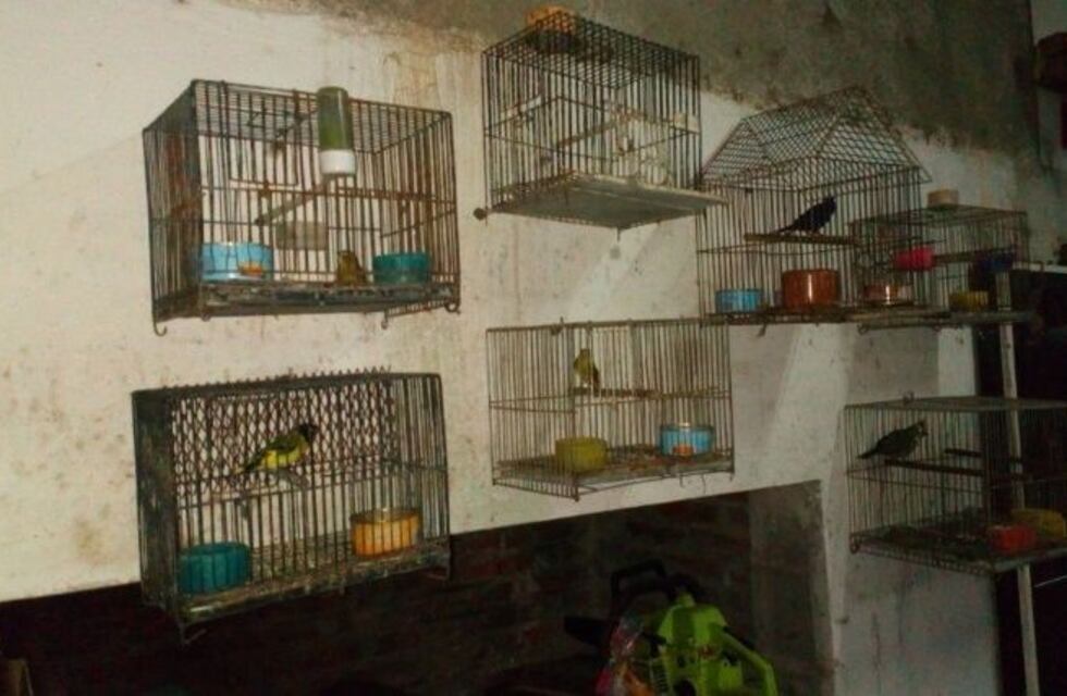 Rescataron aves exóticas y tortugas en localidades del sur santafesino