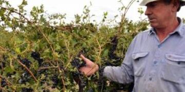 Tormenta de granizo destruye cultivos en Mendoza.