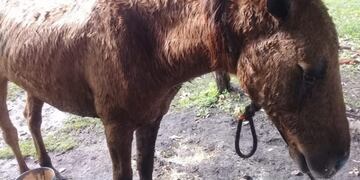 Rescatan a un caballo que fue mutilado y apaleado en Cerro Corá