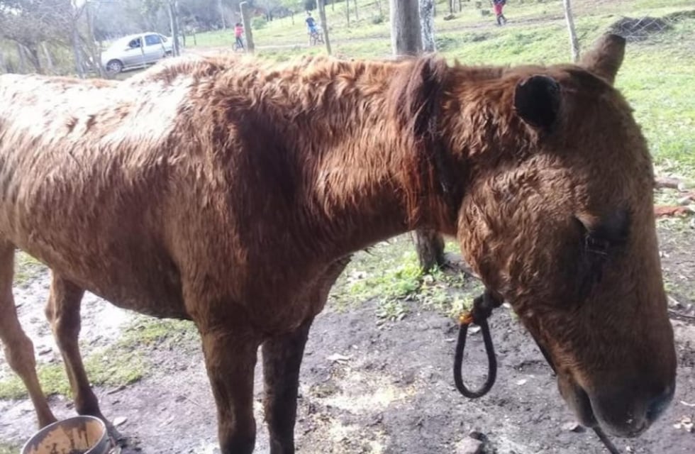Rescatan a un caballo que fue mutilado y apaleado en Cerro Corá