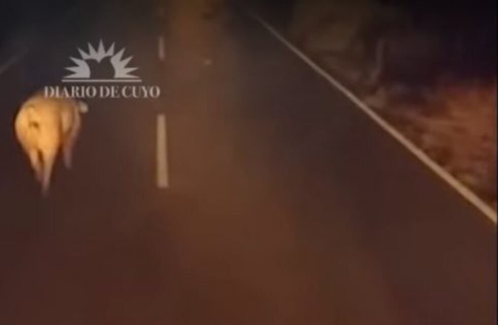 Insólito: un cerdo por el medio de la calle inspiró un video viral en las redes