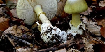 El Hongo de la Muerte o Amanita Phalloides\u002E