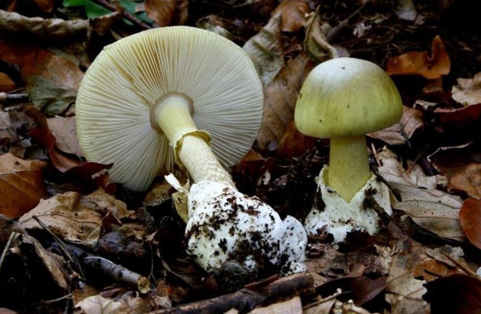 Los síntomas de intoxicación por el hongo Amanita pueden aparecer 12 horas después de consumirlo