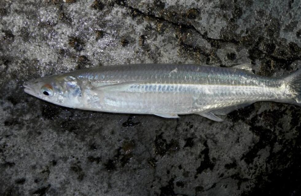 2° Semana del Pejerrey en Buenos Aires para promocionar su consumo