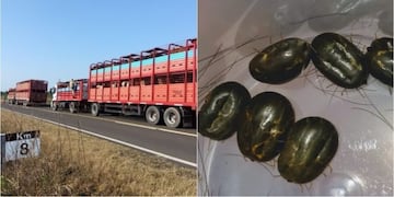 Detectaron una invasión de garrapatas en ganado que llegó a Entre Ríos