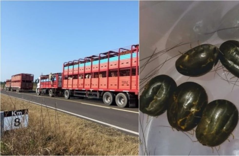 Detectaron una invasión de garrapatas en ganado que llegó a Entre Ríos