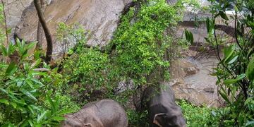 Ya son once los elefantes que murieron por caer en una cascada tailandesa\u002E