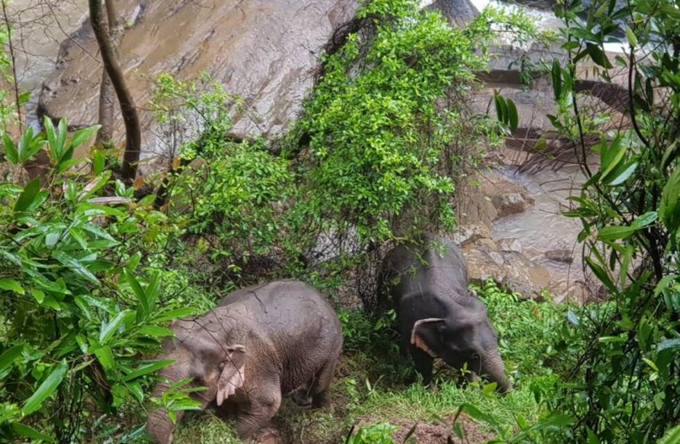 Ya son once los elefantes que murieron por caer en una cascada tailandesa