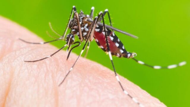 Liliana Salvá pidió no relajar los cuidados como la limpieza de los fondos y el descacharreo.