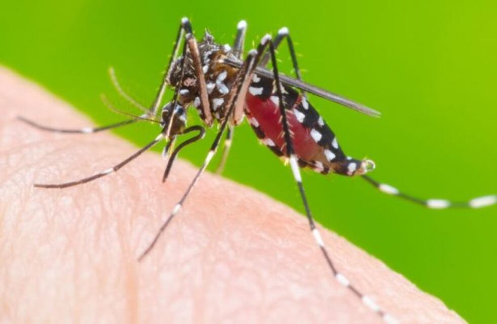 Por las abundantes lluvias de la semana pasada, aumentaron los mosquitos en San Juan