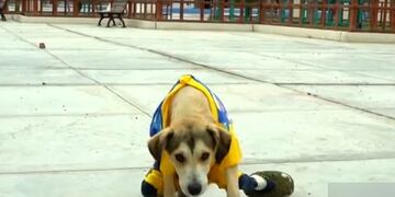 Perrito inválido atacado (Web)