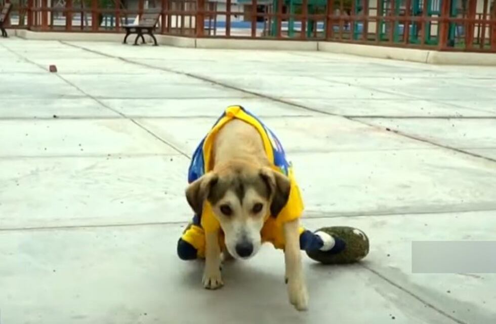 Maldad sin límite: atacaron a un perrito inválido y le robaron su andador