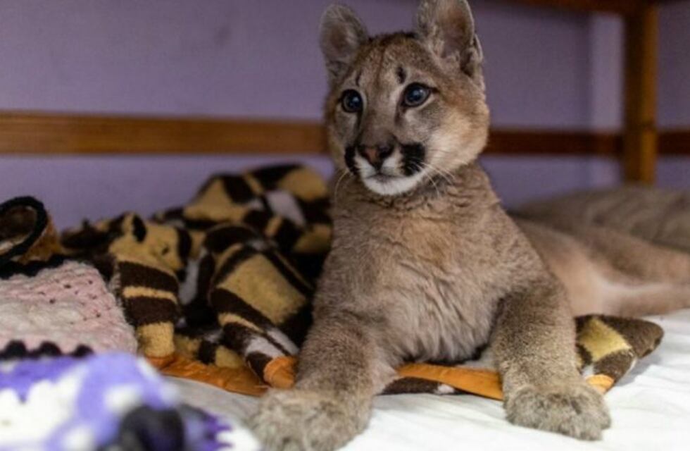 Rescataron a un puma de una vivienda en el barrio porteño de Liniers