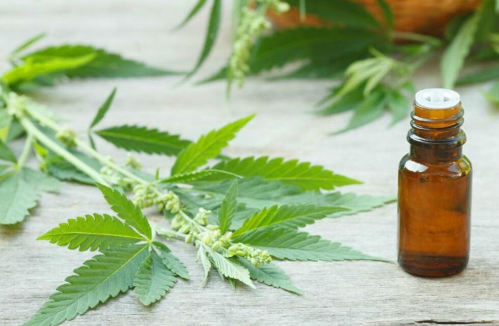 La UNR y el LIF de Santa Fe se anotan para trabajar en la producción de aceite de cannabis