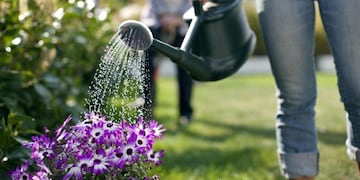 ¿Cómo proteger las plantas del calor?