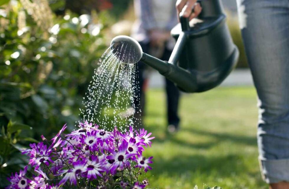 Ola de calor: las claves para evitar que sufran las plantas expuestas al sol