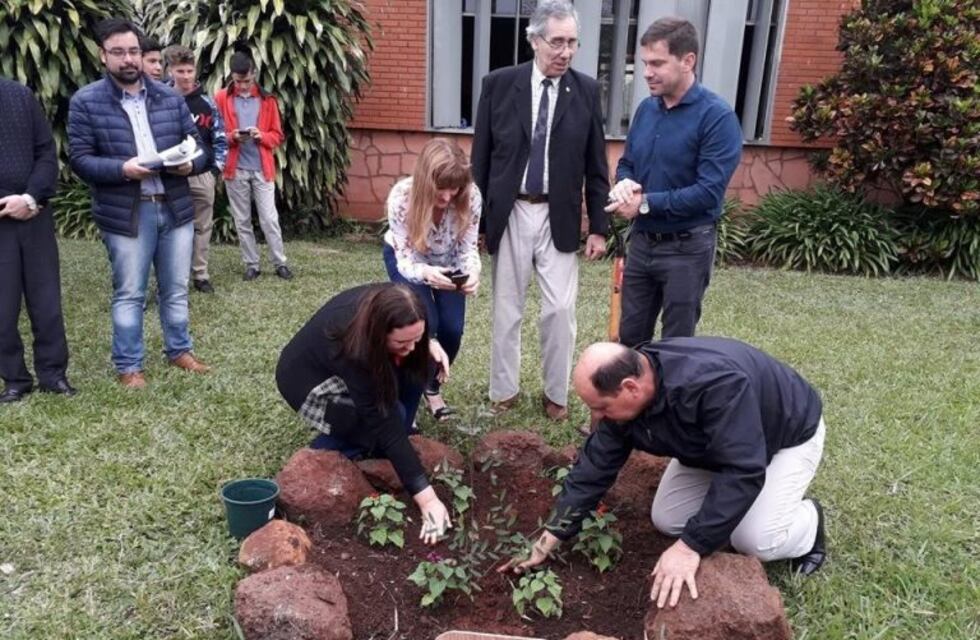 El sarandí de Belgrano fue clonado y plantaron su retoño en San José