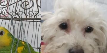 El loro hablador y los tres perros estaban en poder de una persona de San Francisco que los tenía en muy mal estado\u002E (La Voz de San Justo)