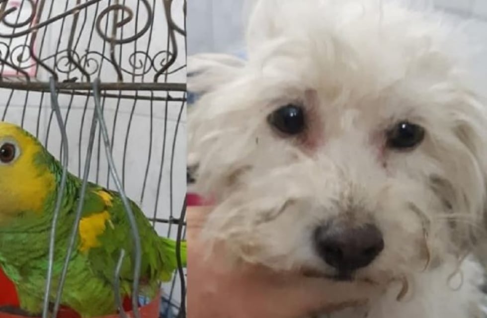 Rescatan a un loro hablador y tres perros víctimas de maltrato en una casa