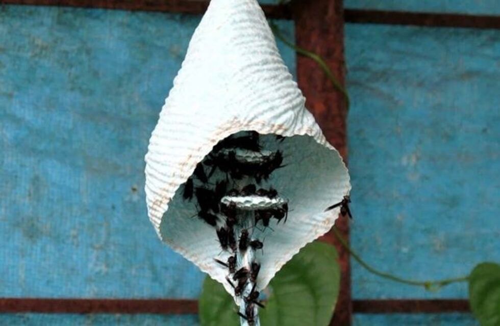 Alem: avispas atacaron y dejaron a 23 personas hospitalizadas