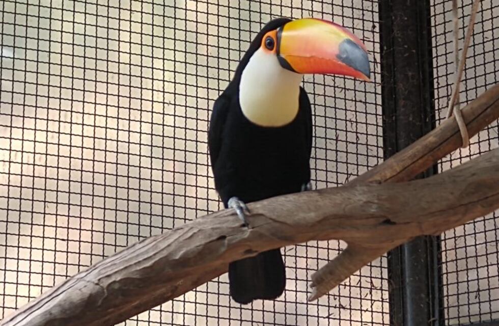 Más de 500 animales del Ecoparque de Mendoza fueron dados en adopción
