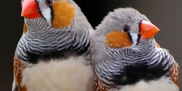 Aves permitidas en Córdoba\u002E