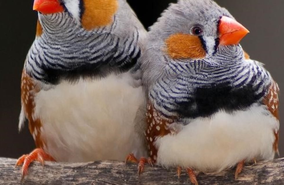 Qué animales están permitidos por ley para tener como mascotas en Córdoba
