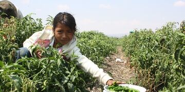 Niña trabajando el campo - Tlachinollan