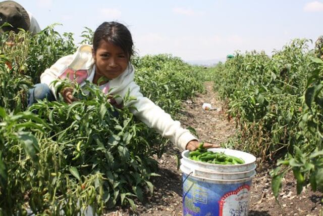 Niña trabajando el campo - Tlachinollan