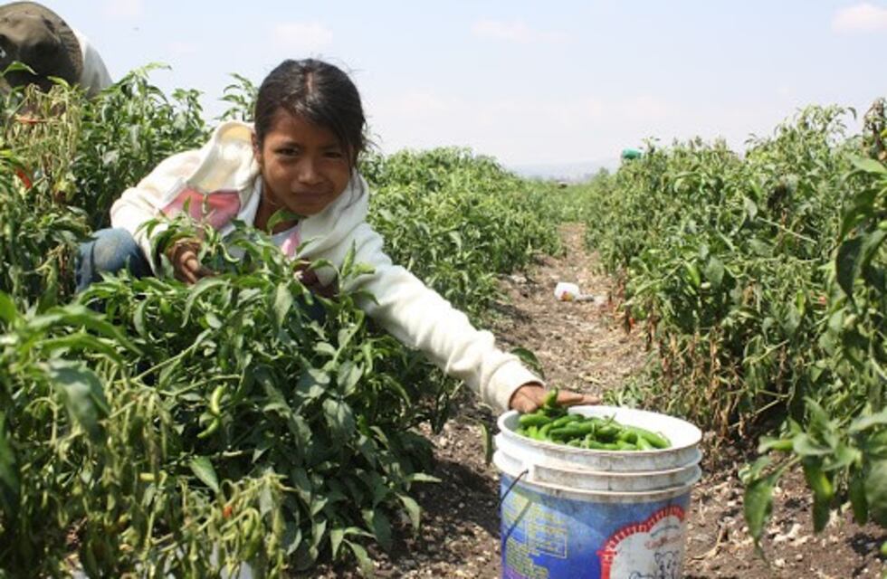 La agricultura sostenible