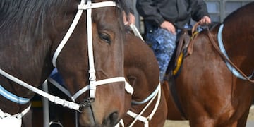 Policía montada\u002E