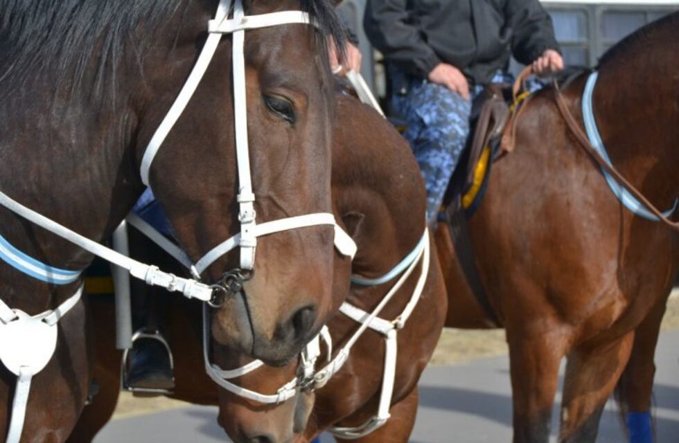 La Policía montada controlará la zona alta de Ushuaia para evitar usurpaciones