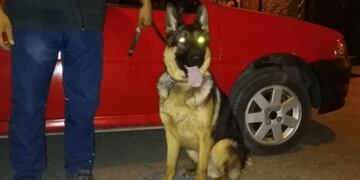 Kuma, la perra que atemoriza a los narcos\u002E