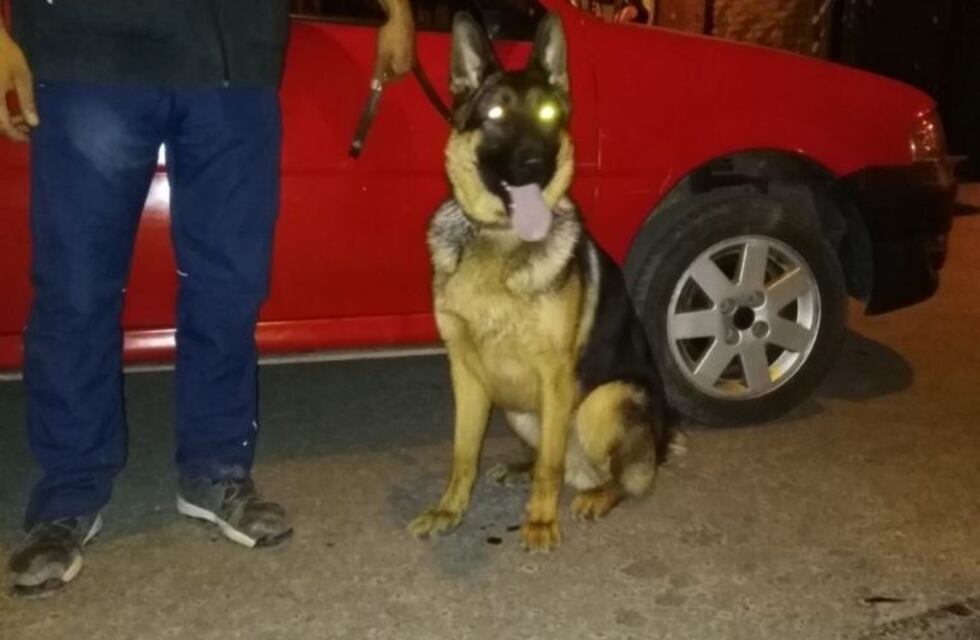 La perra Kuma volvió a actuar y ayudó a desbaratar kioscos de droga