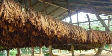 Pagarán 860 millones de pesos a los tabacaleros\u002E