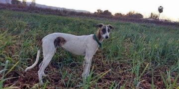 La perra es una galgo y se llama Mariposa\u002E